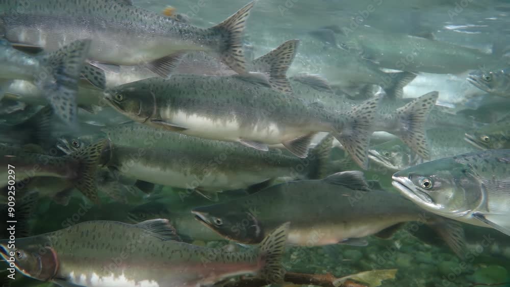 A mesmerizing school of salmon swims gracefully beneath the surface, with the soft light of dusk shimmering through the water. A mesmerizing school of salmon swims gracefully beneath the surface, with the soft light of dusk shimmering through the water.