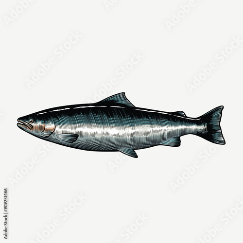 Salmon illustration. Vintage salmon drawing. Salmon fish vector illustration