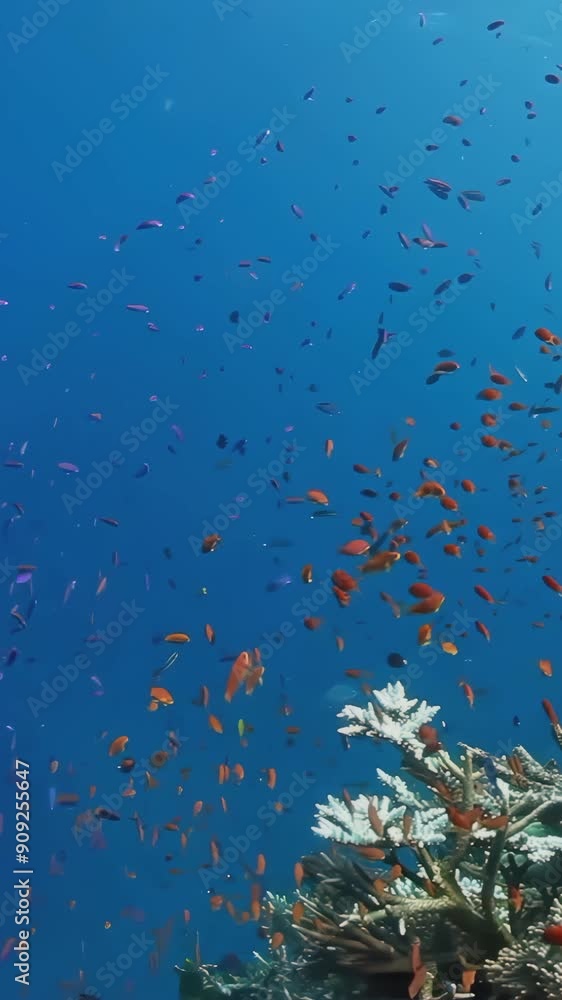 A school of fish swimming in the ocean. The fish are of various colors and sizes. The scene is peaceful and serene A school of fish swimming in the ocean. The fish are of various colors and sizes. The scene is peaceful and serene