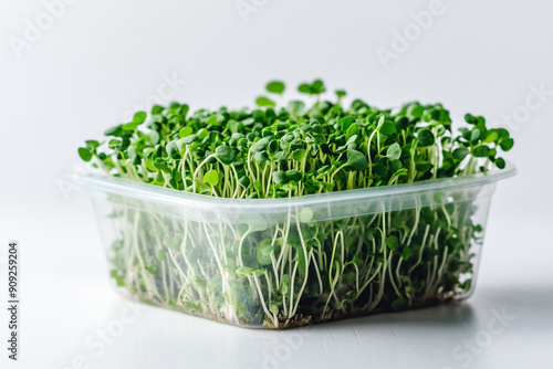 Plastic container with juicy green microgreens in natural and healthy food style.
