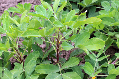 Cultivated peanut (Arachis hypogaea) grows in open ground