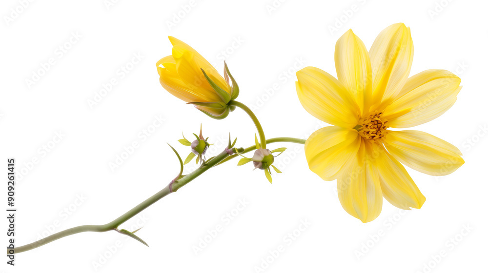 Single Yellow Cosmos Flower with Bud, isolated on white background, floral, blossom, nature, bloom Single Yellow Cosmos Flower with Bud, isolated on white background, floral, blossom, nature, bloom