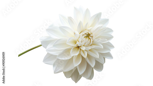 Single White Dahlia Flower Isolated on White Background, flower , blossom , bloom , botanical