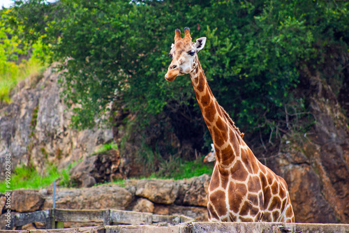 Photography Funny giraffe taken in cantabria north spain safari zoo
