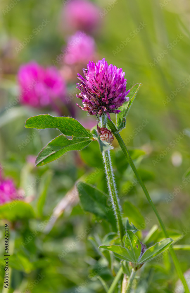 Red clover Red clover