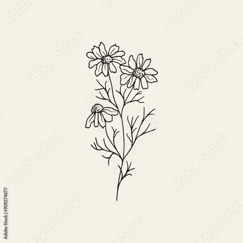 Hand drawn chamomile flower branch