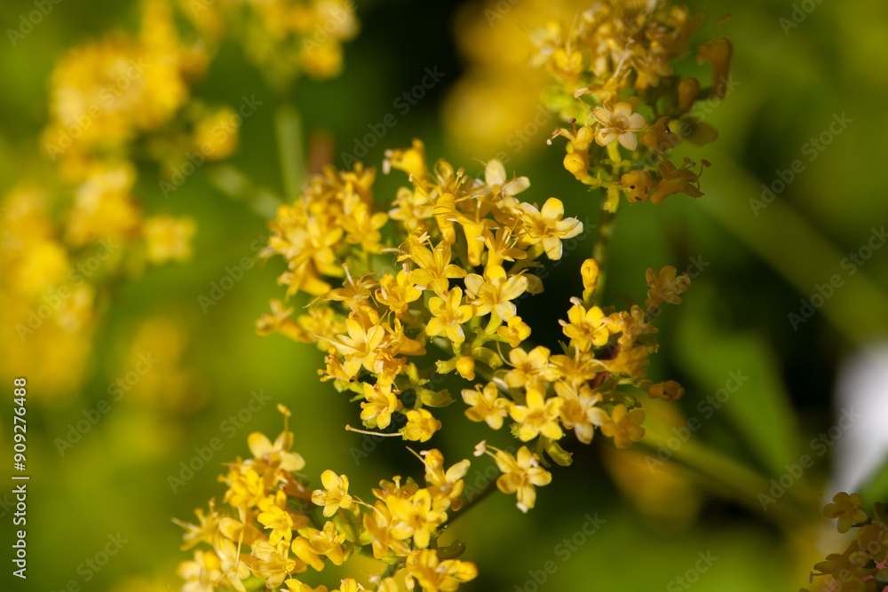 Swollen patrinia, Patrinia gibbosa