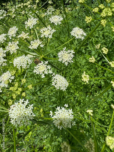 Cowparsley in a meadow photo