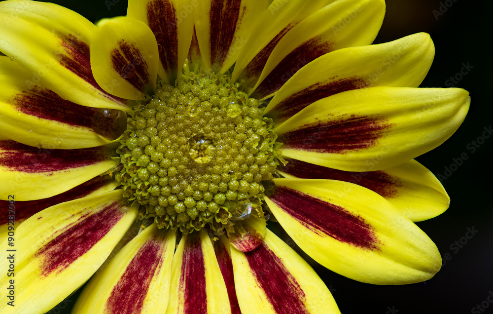 Yellow and maroon chrysanthemum flowers, macro with image stacking top with dark background Yellow and maroon chrysanthemum flowers, macro with image stacking top with dark background