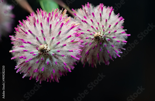 Ptilotus exaltatus flower macro with image stacking top view Black background photo