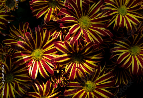 Yellow and maroon chrysanthemum flowers, macro with image stacking top with dark background