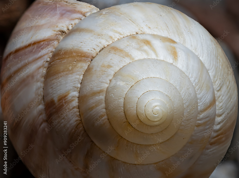 land snail shell from Bali Island, Indonesia, macro with image stacking land snail shell from Bali Island, Indonesia, macro with image stacking