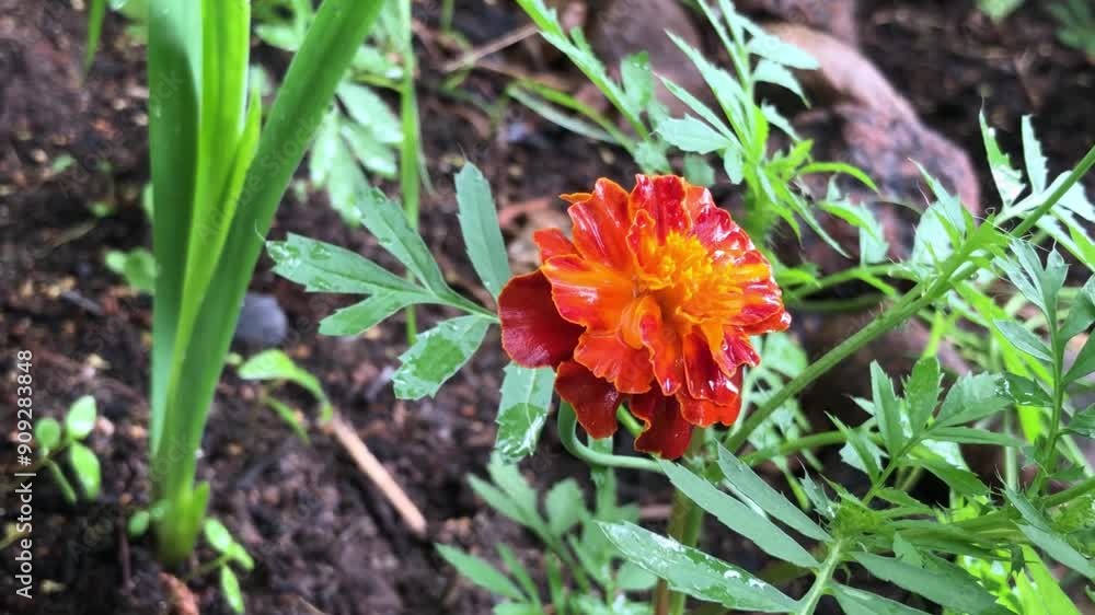 red orange marigold flower, petals wet with morning dew zoom in red orange marigold flower, petals wet with morning dew zoom in
