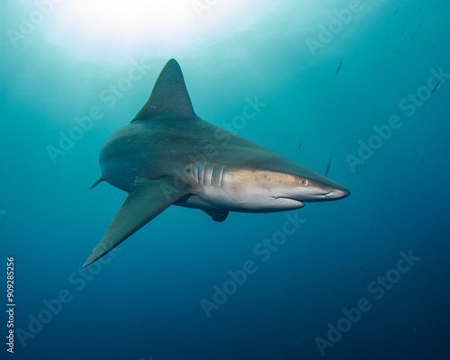 Fényképezés Sandbar shark underwater in the deep blue ocean, sunlight streaming through the