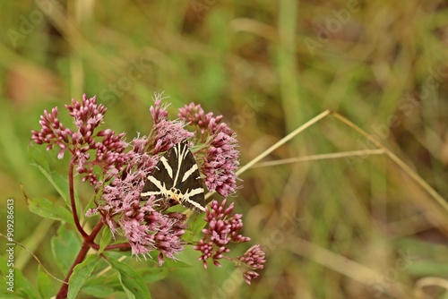 Russischer Bär (Euplagia quadripunctaria) an Gewöhnlichem Wasserdost (Eupatorium cannabinum) photo