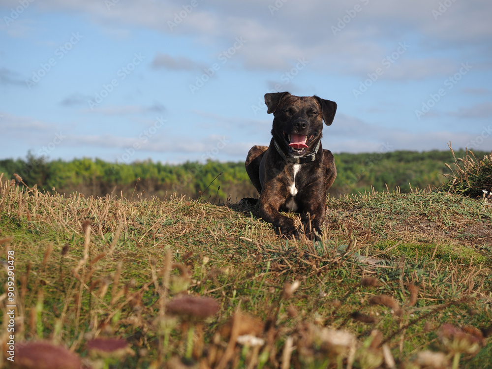 Perro feliz tumbado en el campo con la legua fuera, contemplando el paisaje Perro feliz tumbado en el campo con la legua fuera, contemplando el paisaje