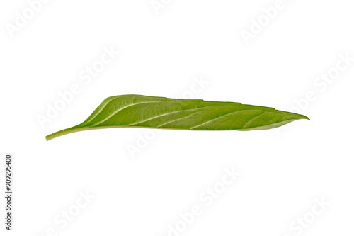 basil leaves on a white background