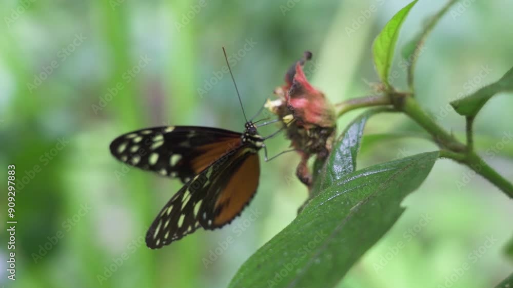 Tiger longwing butterfly on the tropical flower Tiger longwing butterfly on the tropical flower