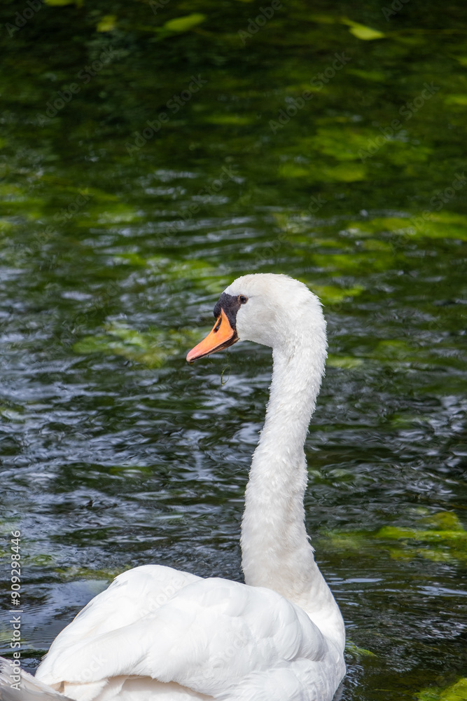 white swan on the lake white swan on the lake