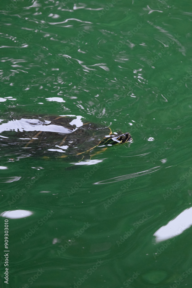 Naklejka premium turtle in the water