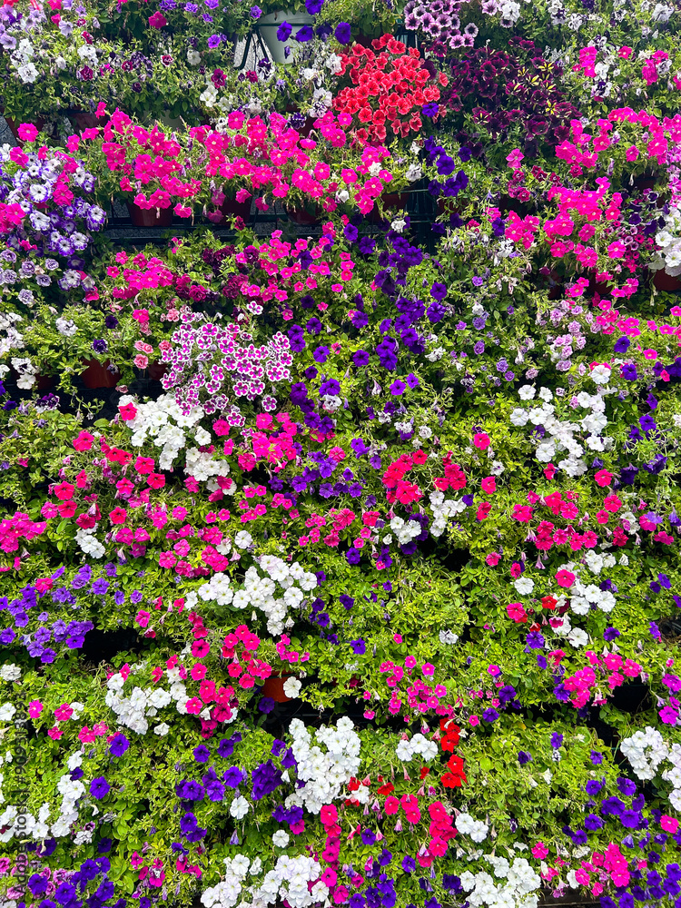 Flowers wall background with fresh colorful petunias: white, violet, pink Flowers wall background with fresh colorful petunias: white, violet, pink