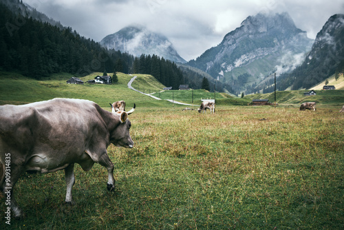 Kuh auf einer Alpweide bei verregnetem Wetter photo