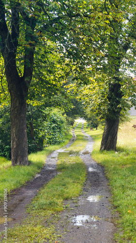 path in the forest