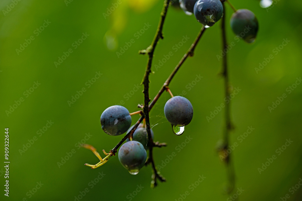Ταπετσαρία sloe berries with water drop and green bokeh