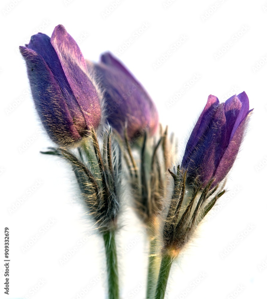Fotografie Pasqueflower, three Pasqueflowers isolated on white