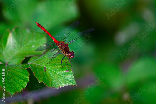 Blutrote Heidelibelle - Männchen // Ruddy darter - male (Sympetrum sanguineum) photo