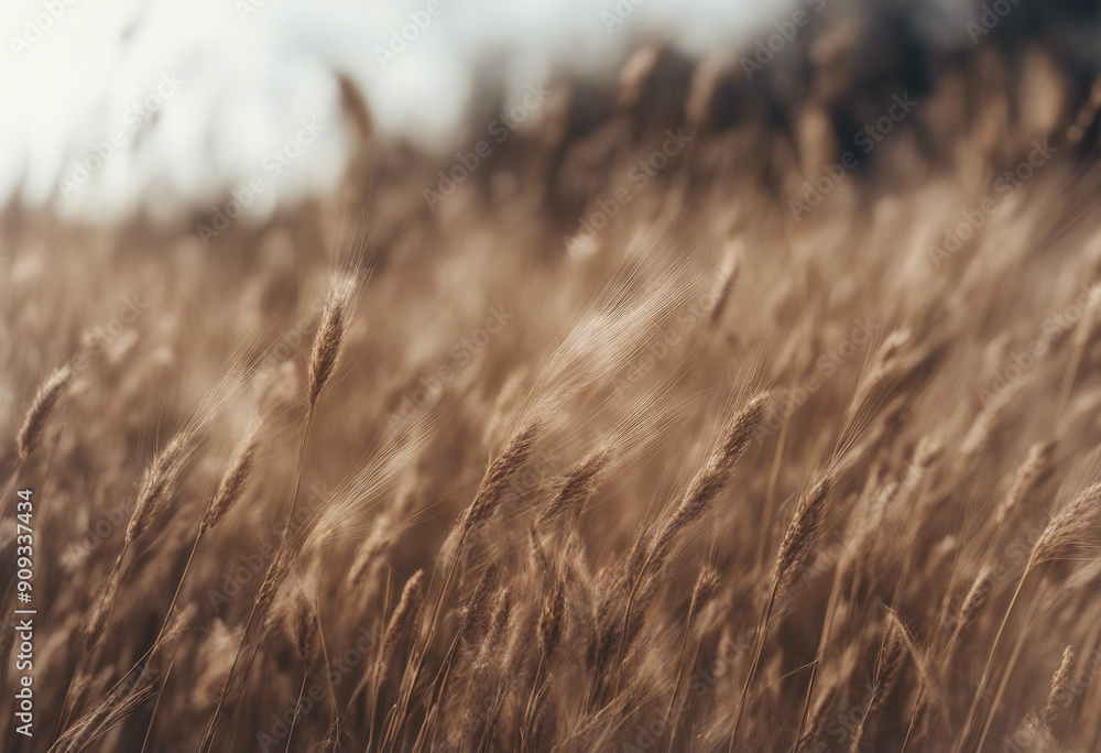 A bunch of autumn dry field grass with spikelets flutters in the wind isolated on transparent backgr A bunch of autumn dry field grass with spikelets flutters in the wind isolated on transparent backgr