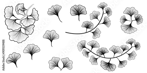 Set of gingko leaves isolated, line art, element for design, black and white colors. photo