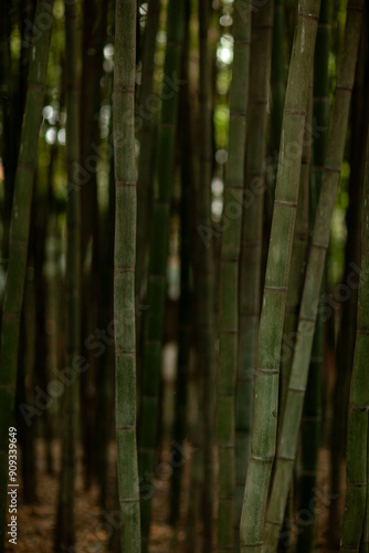 Bamboo forest, tree, bamboo, nature, green, wood, trees, woods, plant, spring, landscape, sun, environment, summer, natural, season, branch, autumn, light, park, pattern, fog 