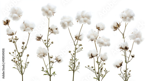 Fluffy Cotton Flowers Isolated on White Background, Soft Cotton Blooms, Natural Cotton Plant, White Cotton Pods, Textured Floral Detail, Organic Cotton, Elegant Plant Features