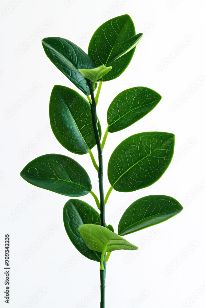 Green Ligustrum Ovalifolium Plant Isolated on White Background, Vibrant Shrub, Glossy Leaves, Ornamental Hedge, Natural Greenery, Garden Plant, Detailed Foliage, Outdoor Landscaping Green Ligustrum Ovalifolium Plant Isolated on White Background, Vibrant Shrub, Glossy Leaves, Ornamental Hedge, Natural Greenery, Garden Plant, Detailed Foliage, Outdoor Landscaping