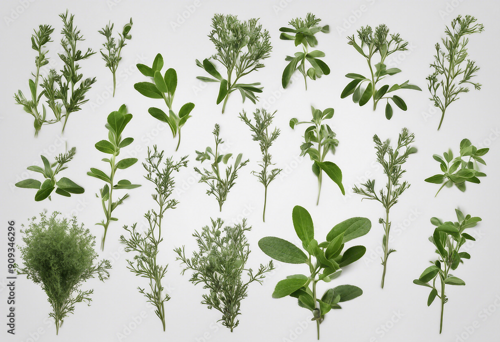 Set of healthy herbs elements Fresh thyme isolated on transparent background Set of healthy herbs elements Fresh thyme isolated on transparent background