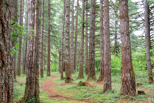 Obraz na płótnie USA, Oregon, Springfield, Forest path, Fall Creek Lake. w salonie
