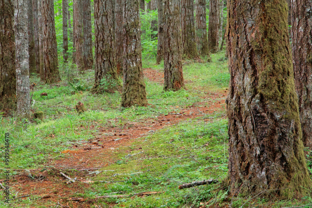 Fotografie USA, Oregon, Springfield, Forest path, Fall Creek Lake.