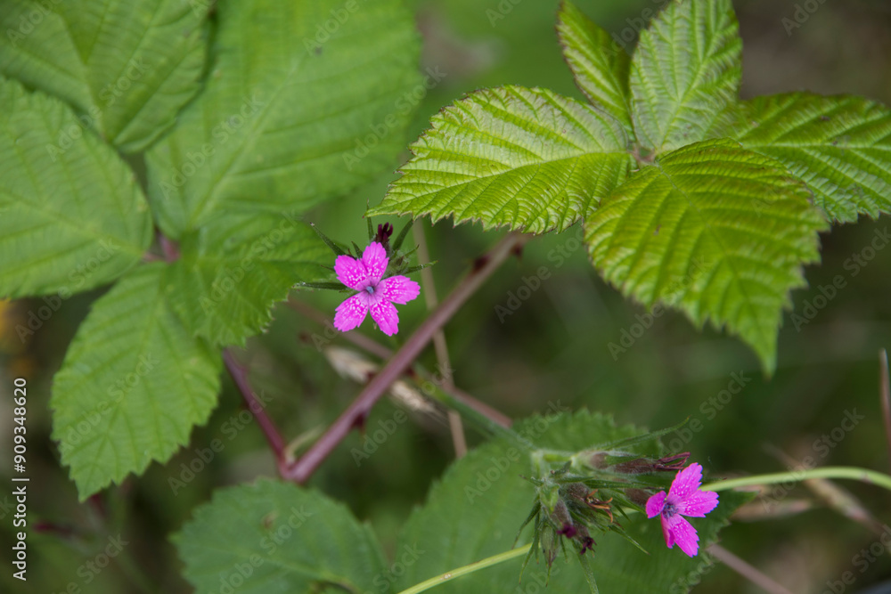 USA, Oregon, Lane County, Fall Creek. Pink-flowering, Oregon Blackberry Briar plants. USA, Oregon, Lane County, Fall Creek. Pink-flowering, Oregon Blackberry Briar plants.