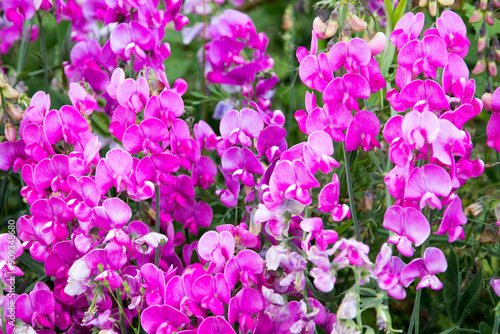 USA, Oregon, Lane County, Fall Creek. Oregon Wildflowers.Wild sweetpeas. Papilionaceae,Lathyrus,odoratus.