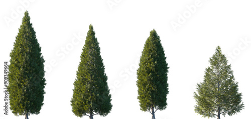 Set of 4 Thuja occidentalis (known as northern white-cedar, eastern white-cedar, arborvitae) frontal street trees isolated png in sunny daylight on a transparent background perfectly cutout