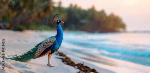 Peacock Strolling Along the Shoreline at Sunset on a Tropical Beach