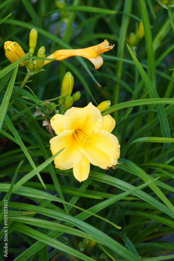 Close up of one blooming yellow flower of Stella D'Oro, Daylily. Green leaves and buds background. Tallinn, July 2024 Close up of one blooming yellow flower of Stella D'Oro, Daylily. Green leaves and buds background. Tallinn, July 2024