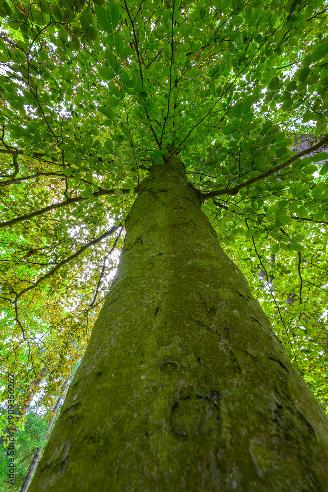 Fototapeta premium Green big leafy oak trees in the park