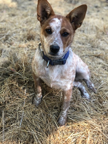 Australian cattle dog, red heeler