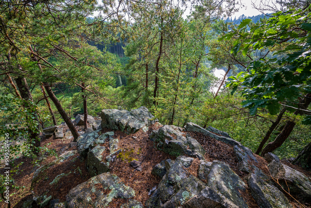 Photo of forest and trees, pine and green moss in rough rural nature. Photo of forest and trees, pine and green moss in rough rural nature.