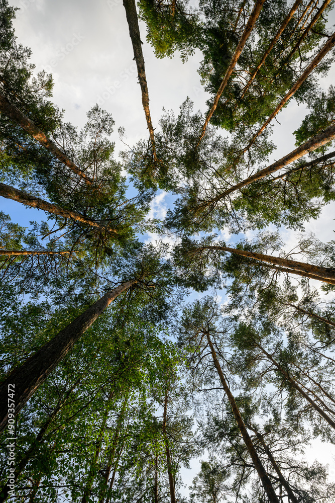 Fototapeta premium Green big leafy oak trees in the park