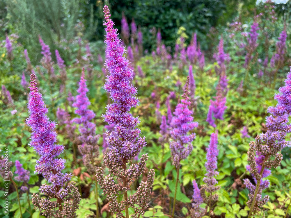 Beautiful blooming vibrant pink purple Chinese astilbe decorative garden flowers close up, floral wallpaper background with pink purple Astible flowers Beautiful blooming vibrant pink purple Chinese astilbe decorative garden flowers close up, floral wallpaper background with pink purple Astible flowers