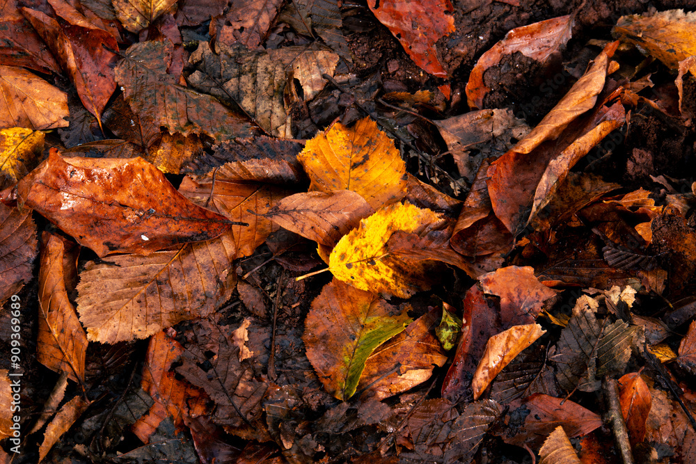 Autumn leaves falling on the forest floor. Backdrop made of colorful leaves. Colors in autumn. Autumn leaves falling on the forest floor. Backdrop made of colorful leaves. Colors in autumn.