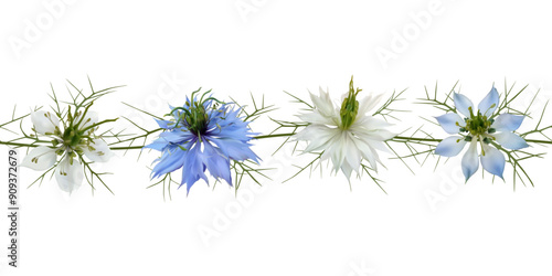 Nigella sativa flower. Beautiful blue and white wild flowers on white background. Spice. Floral. Exotic flower. Green leaves. Border. Seamless pattern.